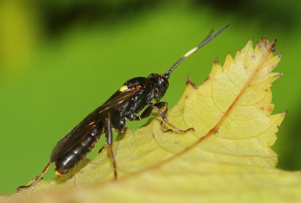 Cratichneumon luteiventris (Cratichneumon luteiventris)