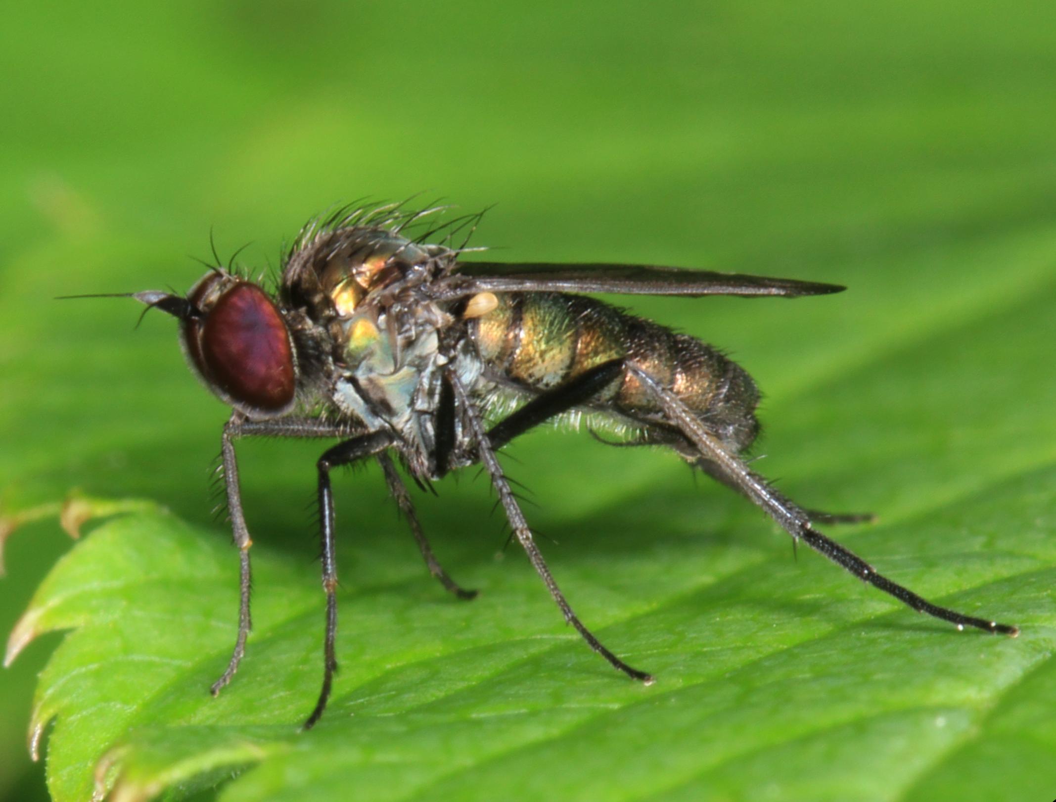Rhaphium commune (Rhaphium commune)