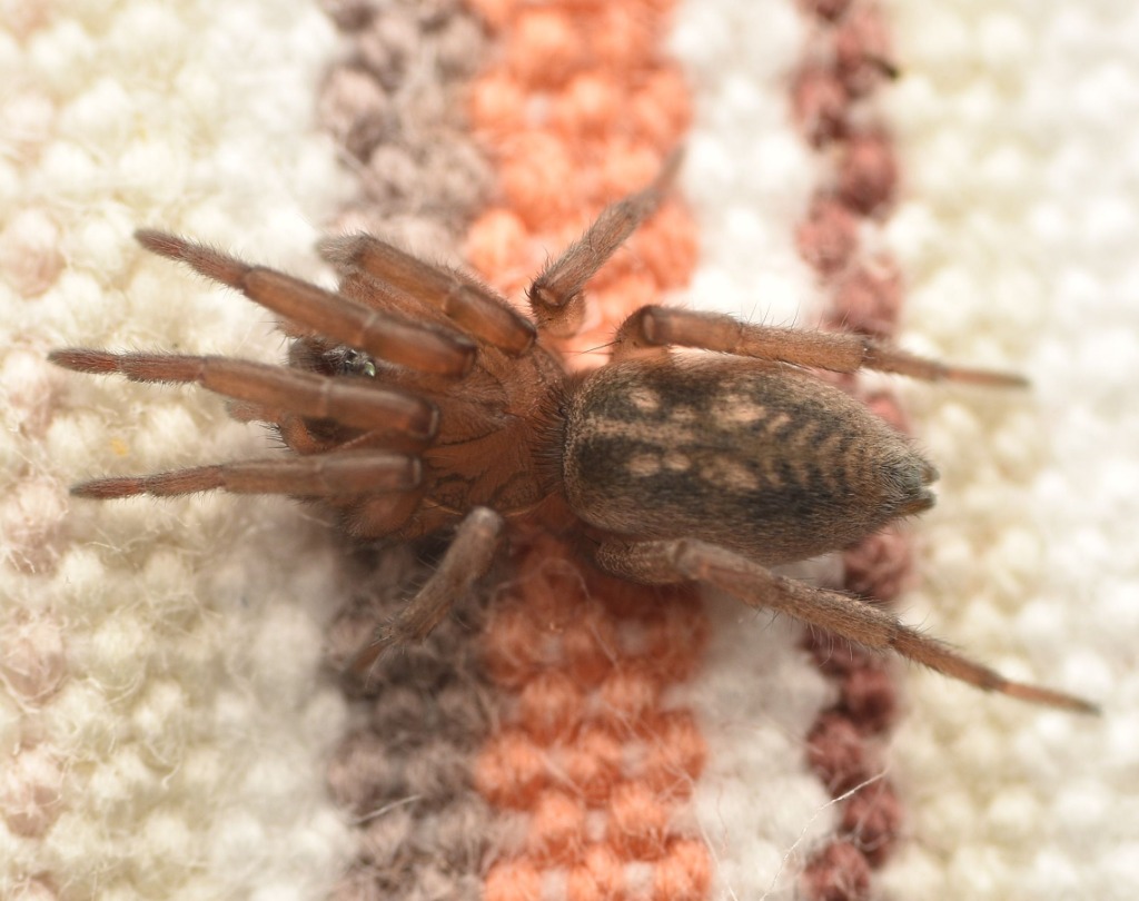 Haplodrassus dalmatensis (Haplodrassus dalmatensis)