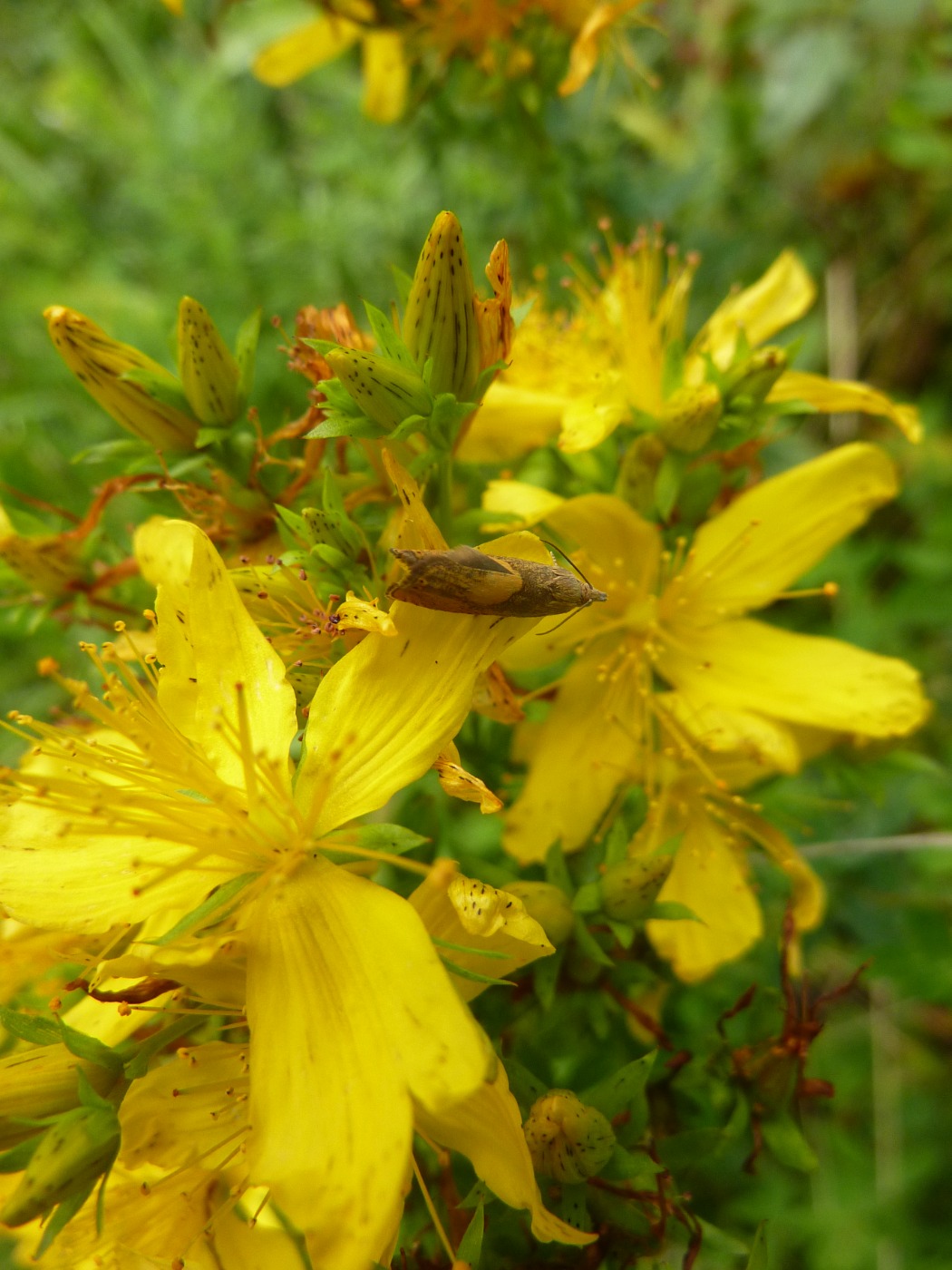 Dichrorampha alpinana/flavidorsana (Dichrorampha alpinana/flavidorsana)