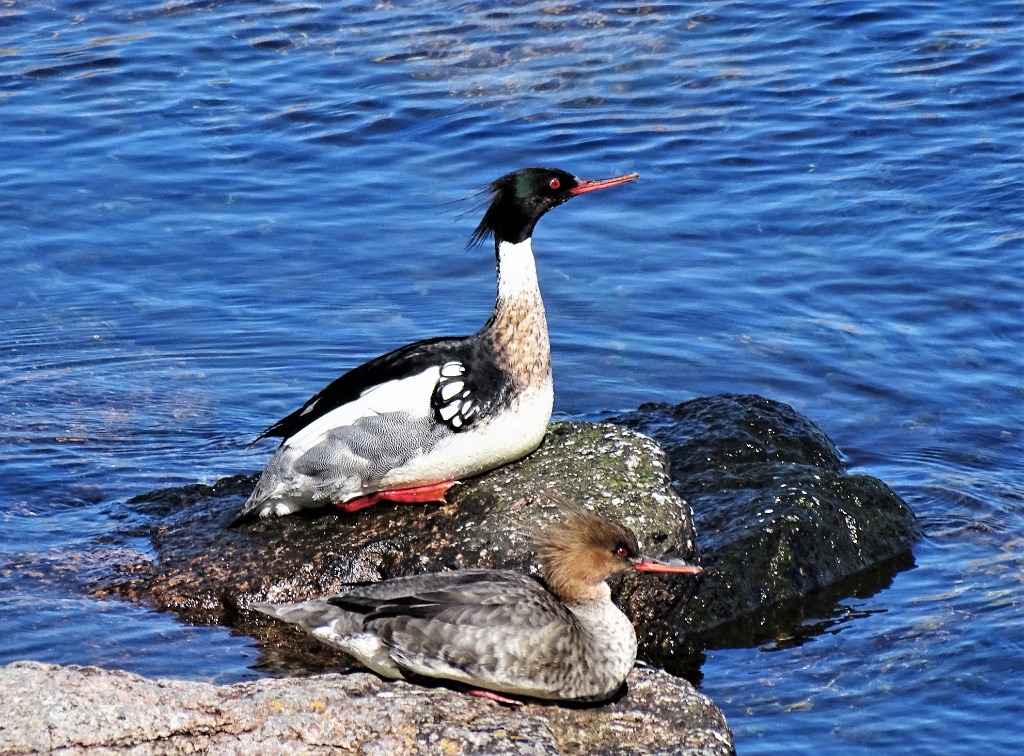 Toppet Skallesluger Observation Nb 4357444 Naturbasen