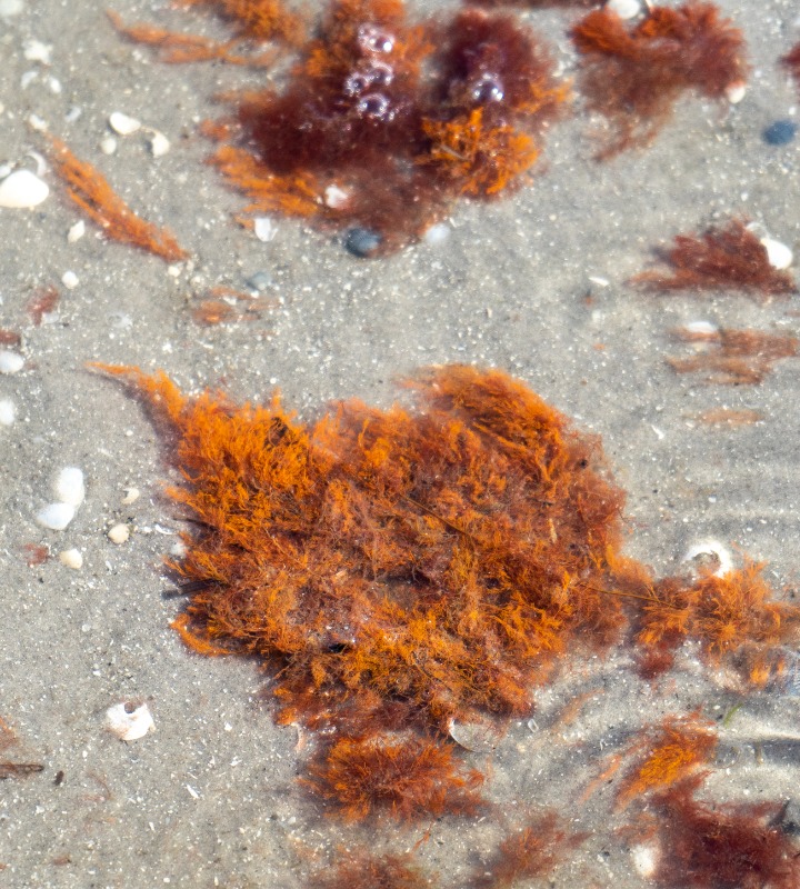 Ulvehaletang (Rhodomela confervoides)