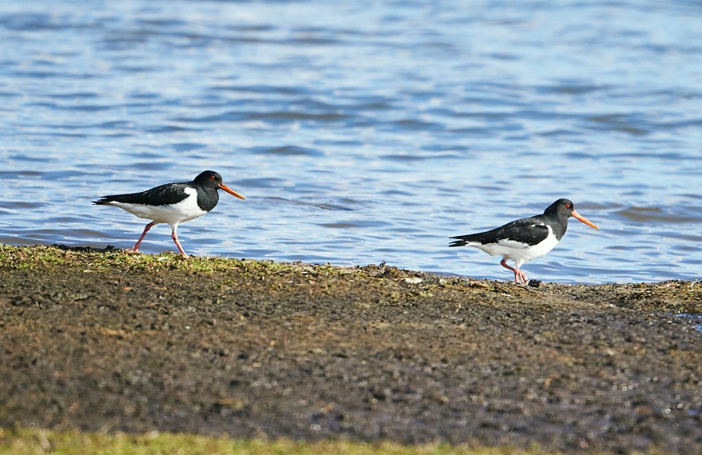 Strandskade (Haematopus ostralegus)