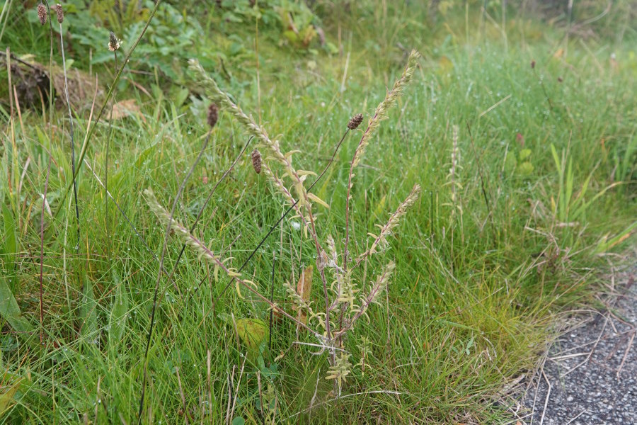 Høst-Rødtop (Odontites vulgaris)