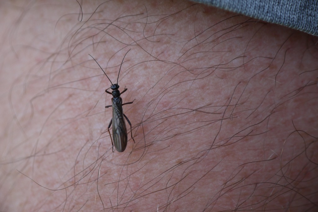 Yndig skovslørvinge (Nemurella pictetii)