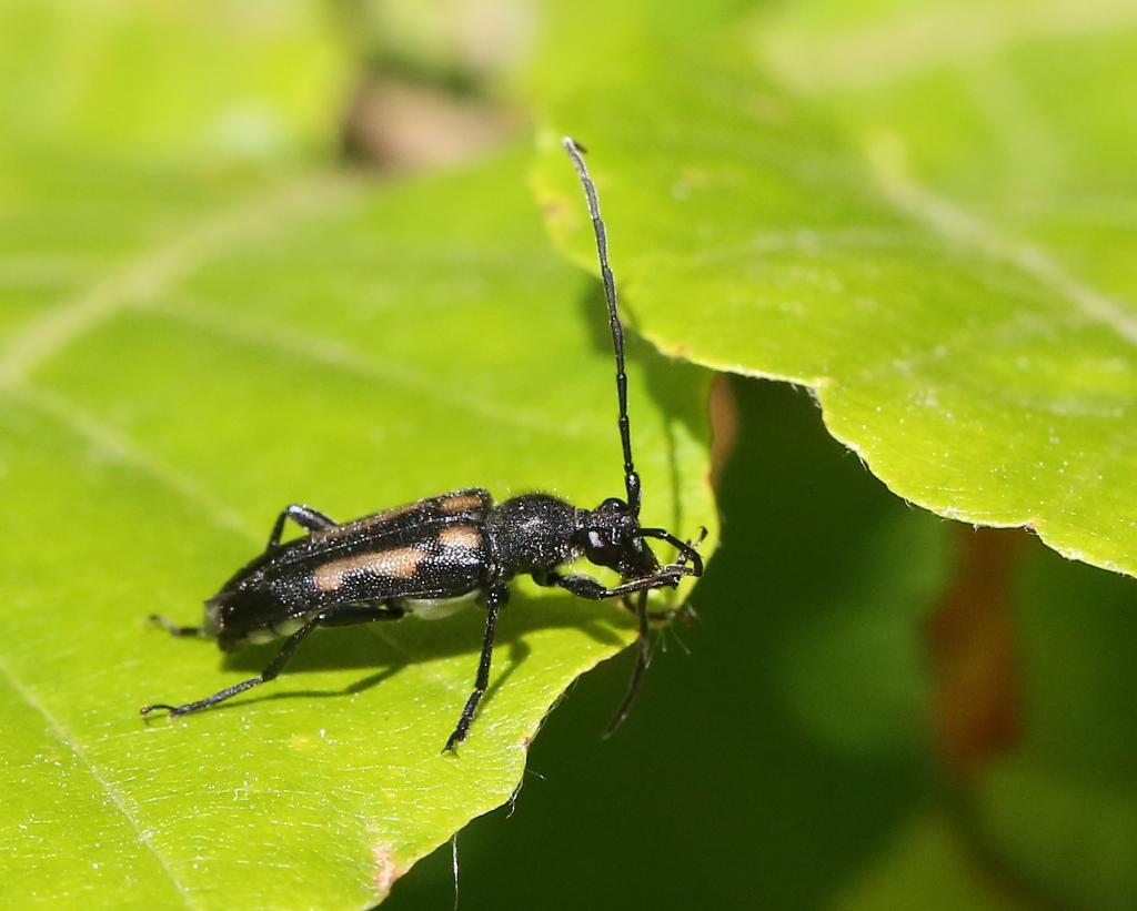 Seksplettet Blomsterbuk (Anoplodera sexguttata)