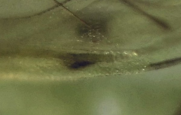 Gul Frynseegbladlus (Myzocallis boerneri)