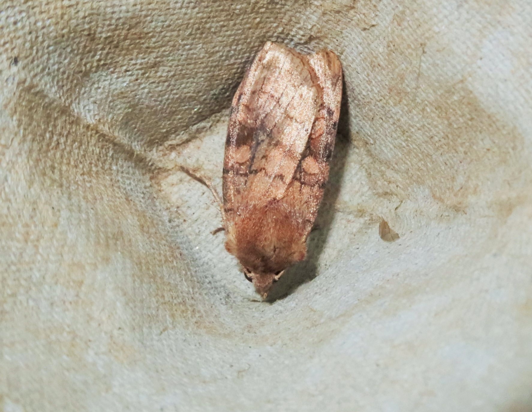 Seksliniet Glansugle (Xestia sexstrigata)