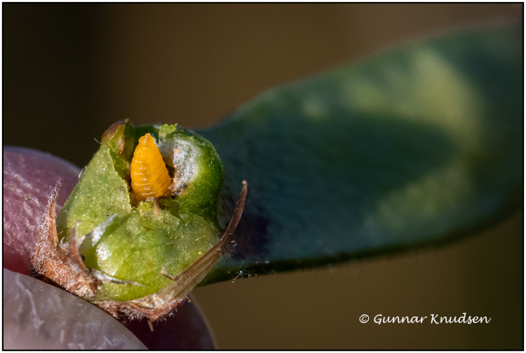 Asphondylia lathyri (Asphondylia lathyri)