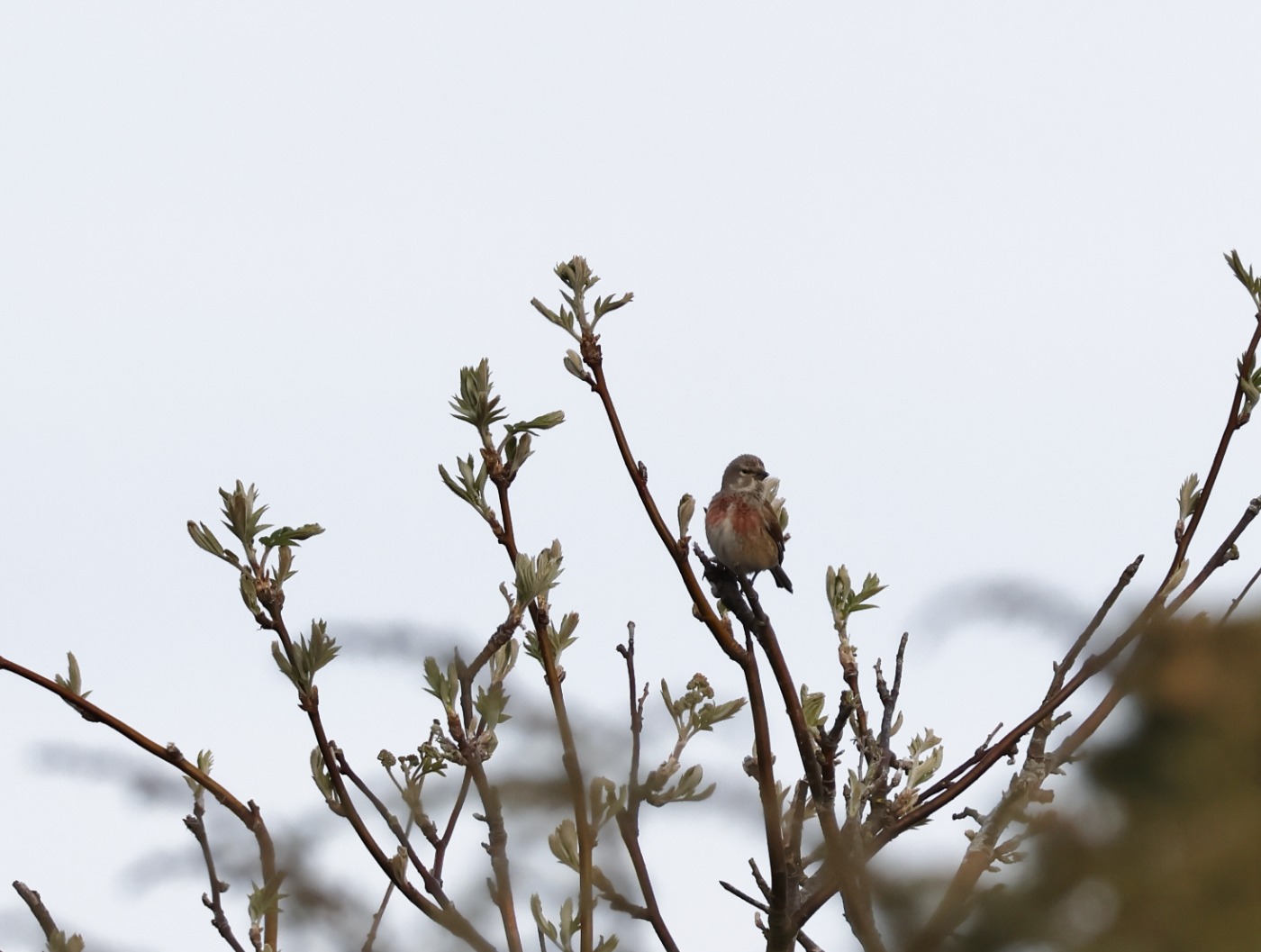 Tornirisk (Carduelis cannabina)