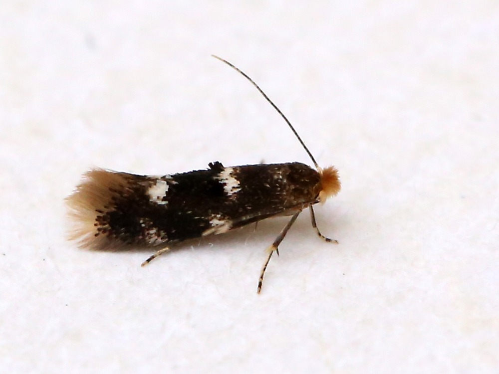 Bucculatrix cidarella (Bucculatrix cidarella)