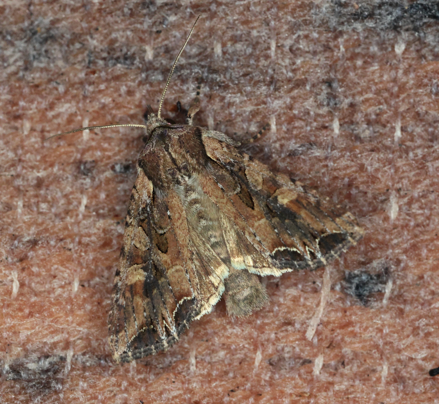 Vinrød Grønsagsugle (Lacanobia thalassina)