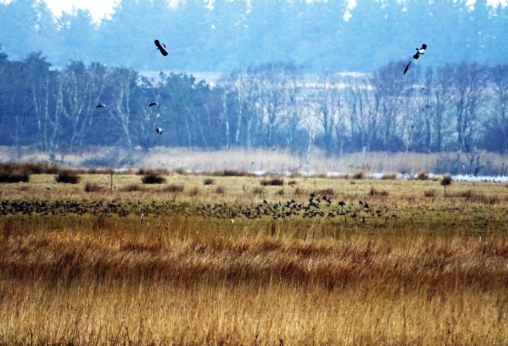 Vibe (Vanellus vanellus)