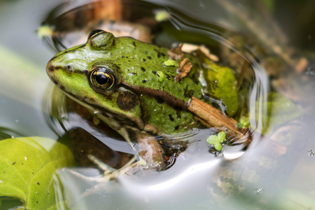 Balkanlatterfrø (Pelophylax kurtmuelleri)