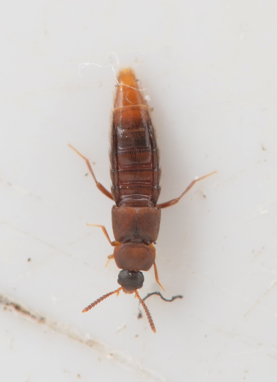 Thiasophila angulata (Thiasophila angulata)