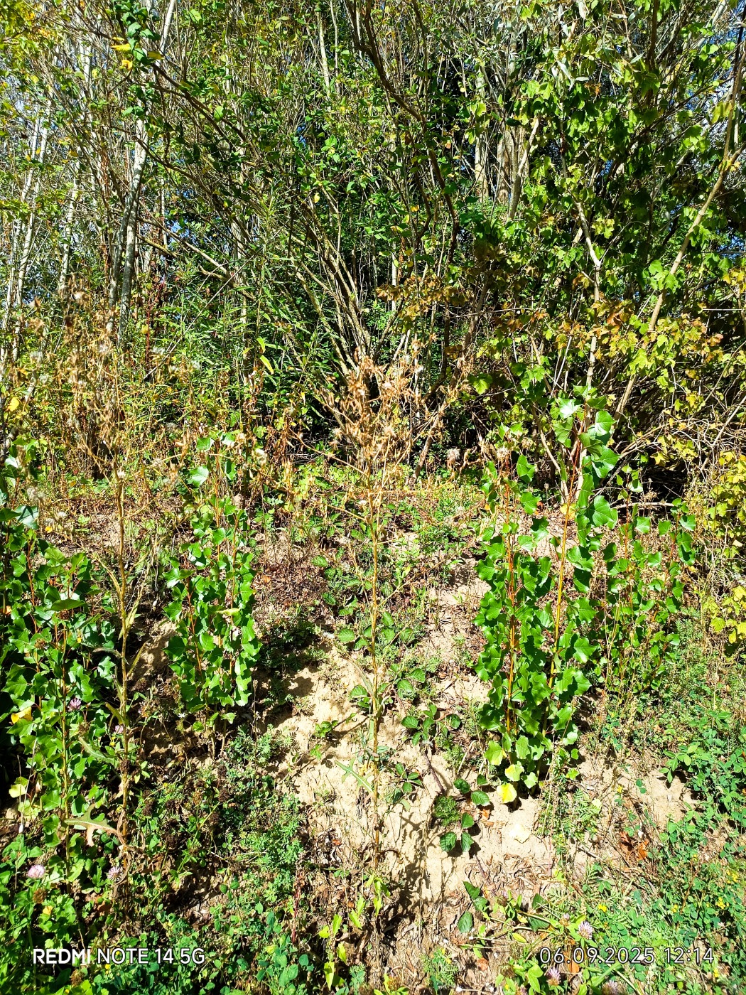 Tornet Salat (f. serriola) (Lactuca serriola f. serriola)