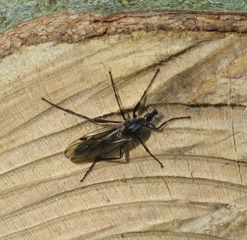 Bibio venosus (Bibio venosus)