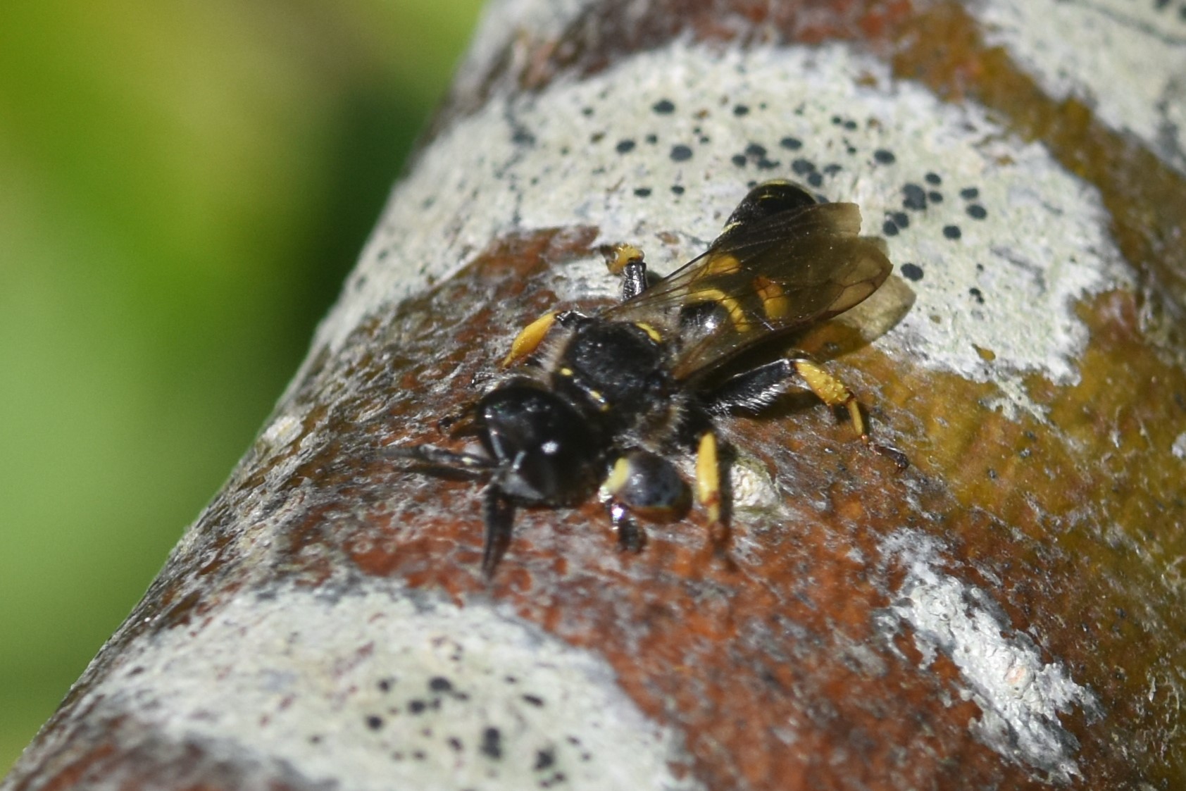 Crabro sp. (Crabro sp.)