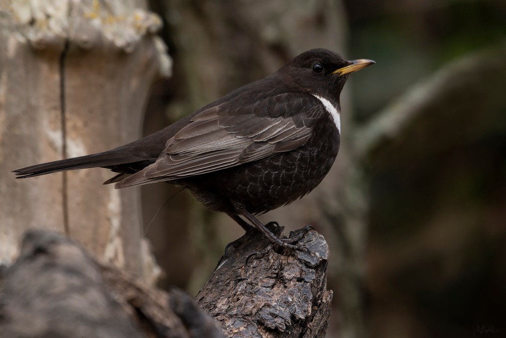 Ringdrossel (Turdus torquatus)