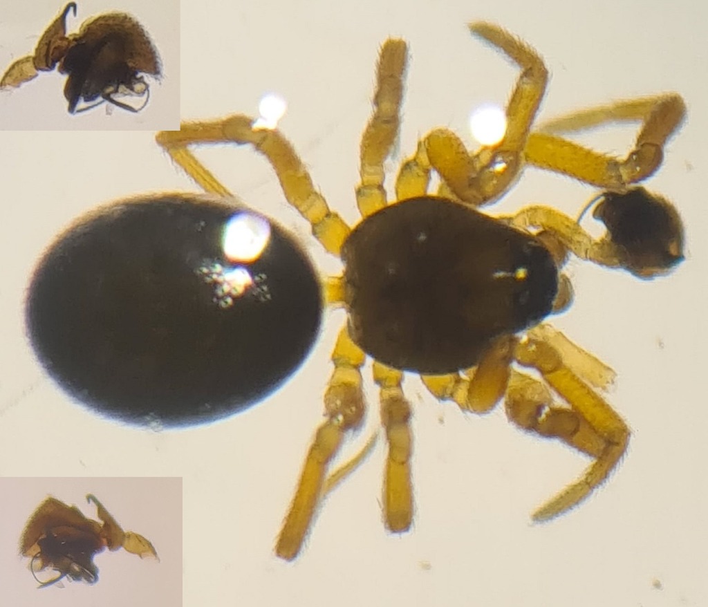 Silometopus incurvatus (Silometopus incurvatus)