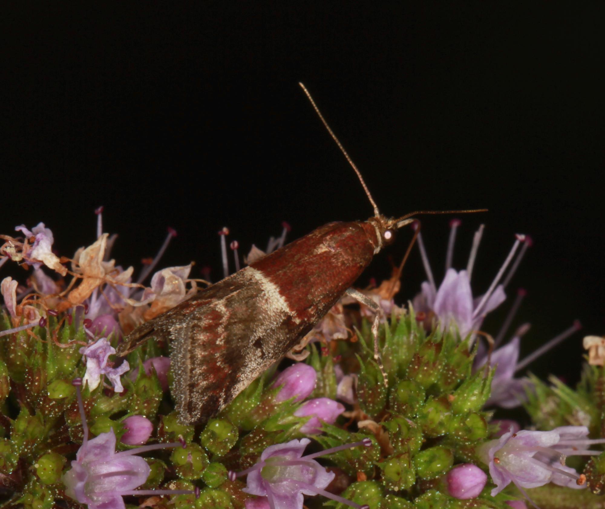 Acrobasis marmorea (Acrobasis marmorea) Naturbasen