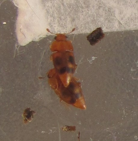 Epuraea ocularis (Epuraea ocularis)