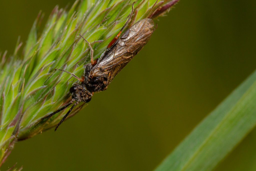 Dolerus liogaster (Dolerus liogaster)