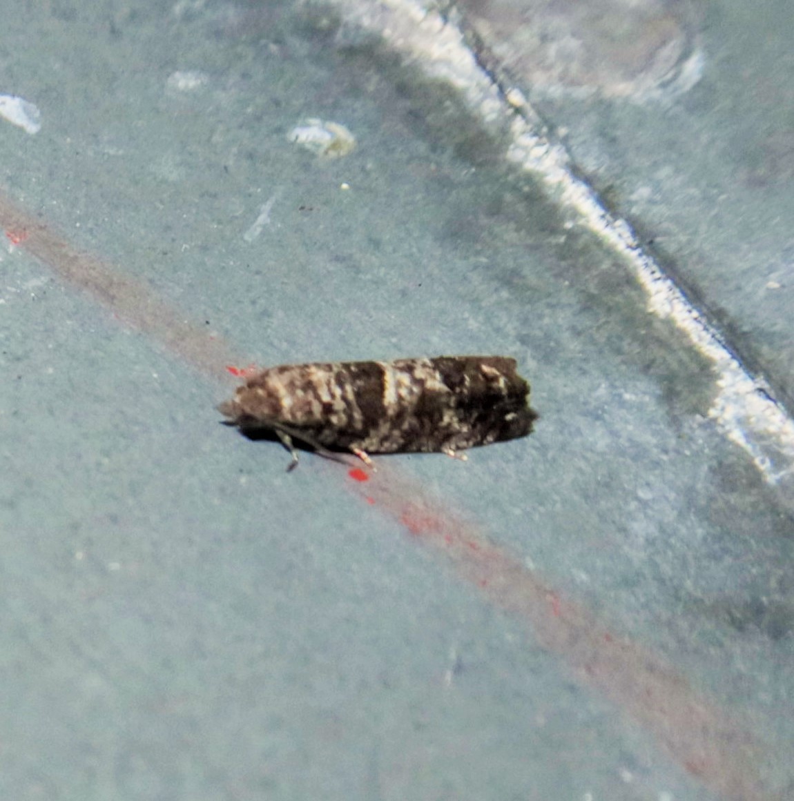 Lærkevikler (Spilonota laricana) (Spilonota laricana)