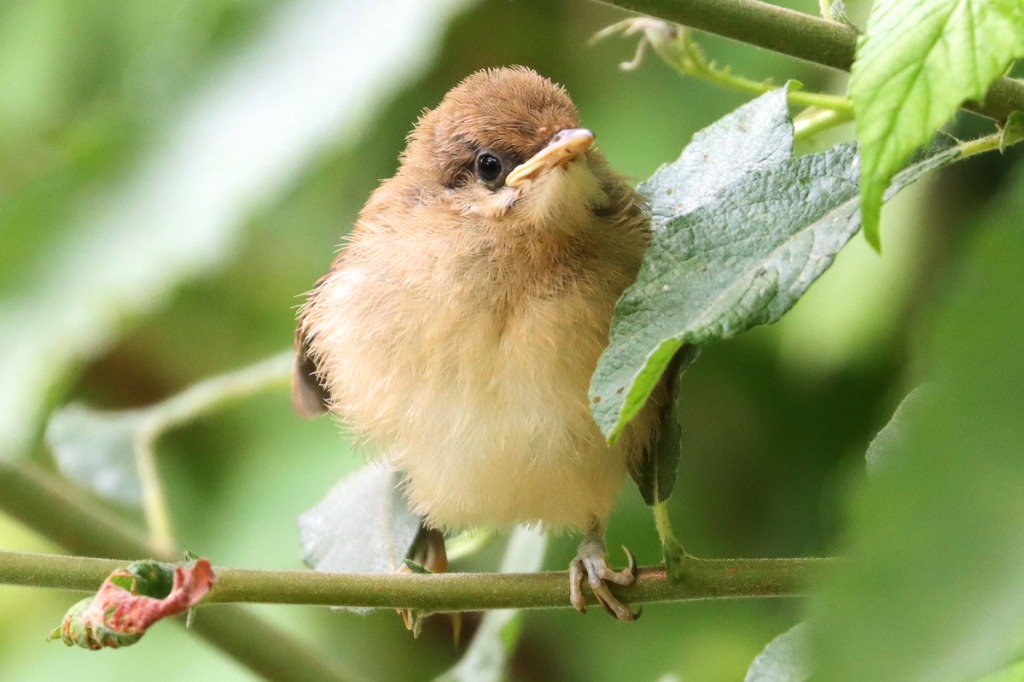 Munk (Sylvia atricapilla)