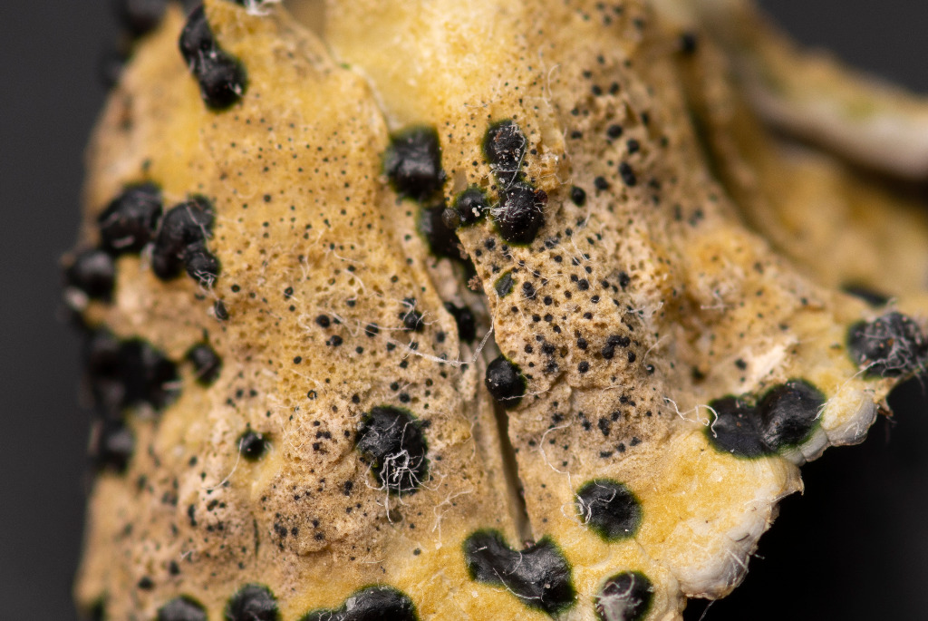 Saltvands-Punktlav (Collemopsidium halodytes)