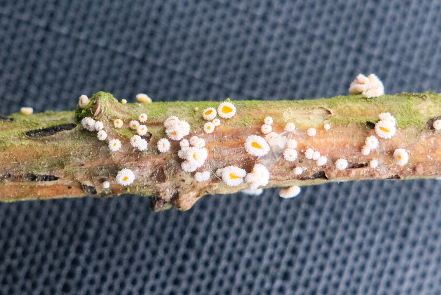 Prægtig Frynseskive (Capitotricha bicolor)