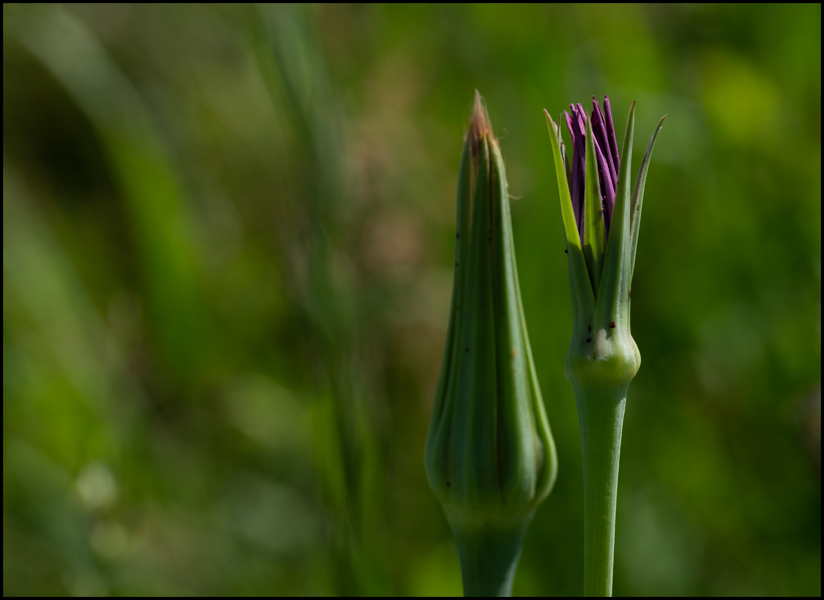 Havrerod (Tragopogon porrifolius)