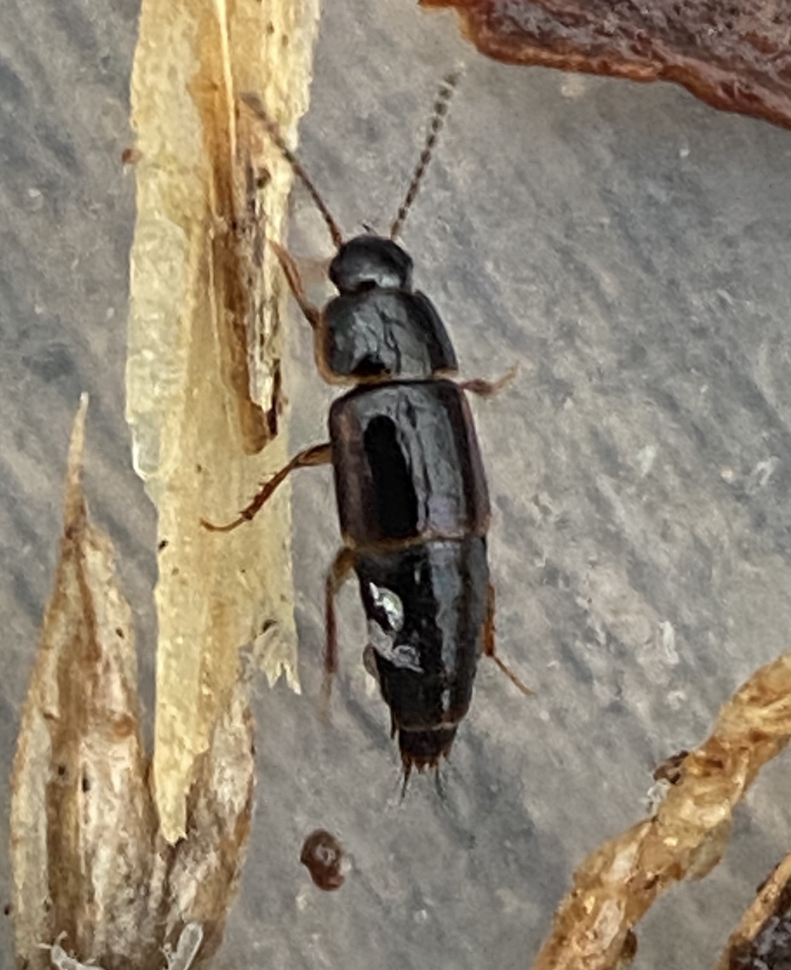 Tachinus sp. (Tachinus sp.)