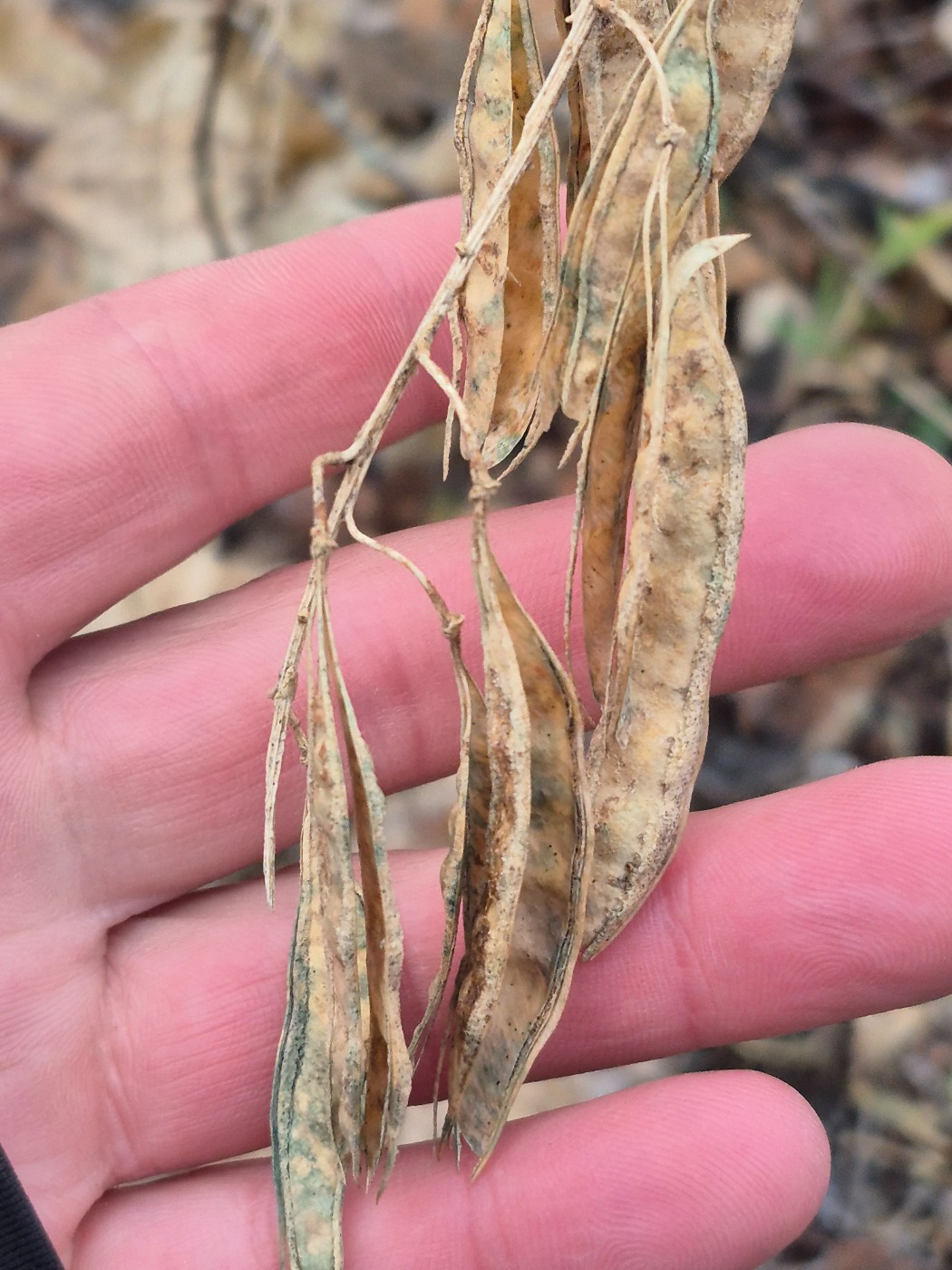Almindelig Guldregn (Laburnum anagyroides)