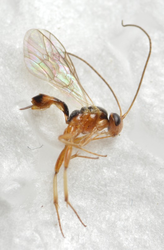 Mesochorus pictilis (Mesochorus pictilis)