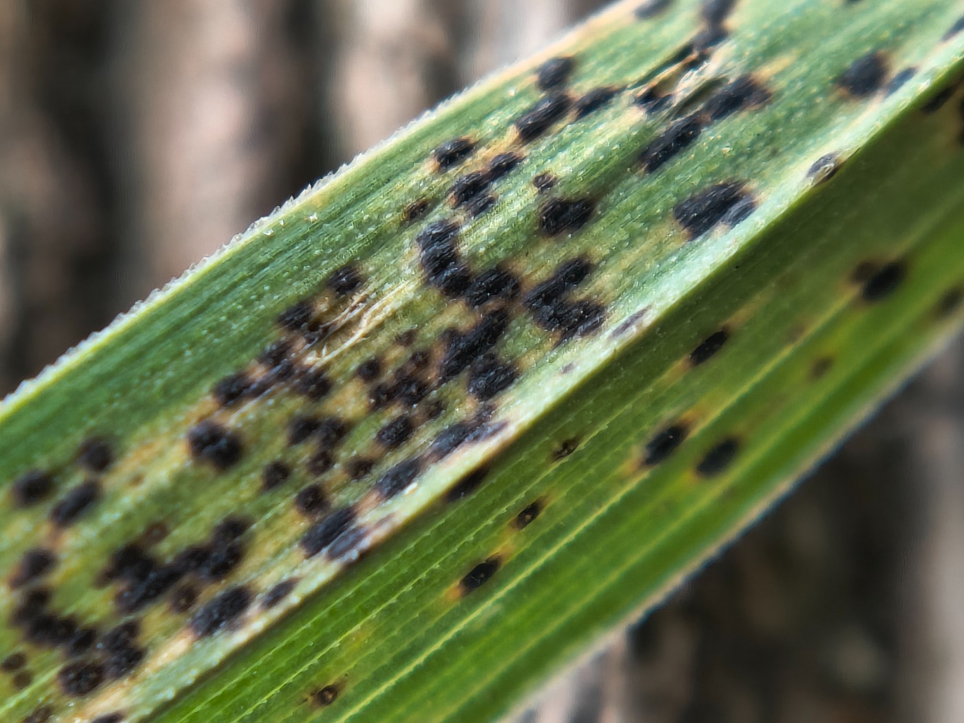 Porrerust (Puccinia allii)
