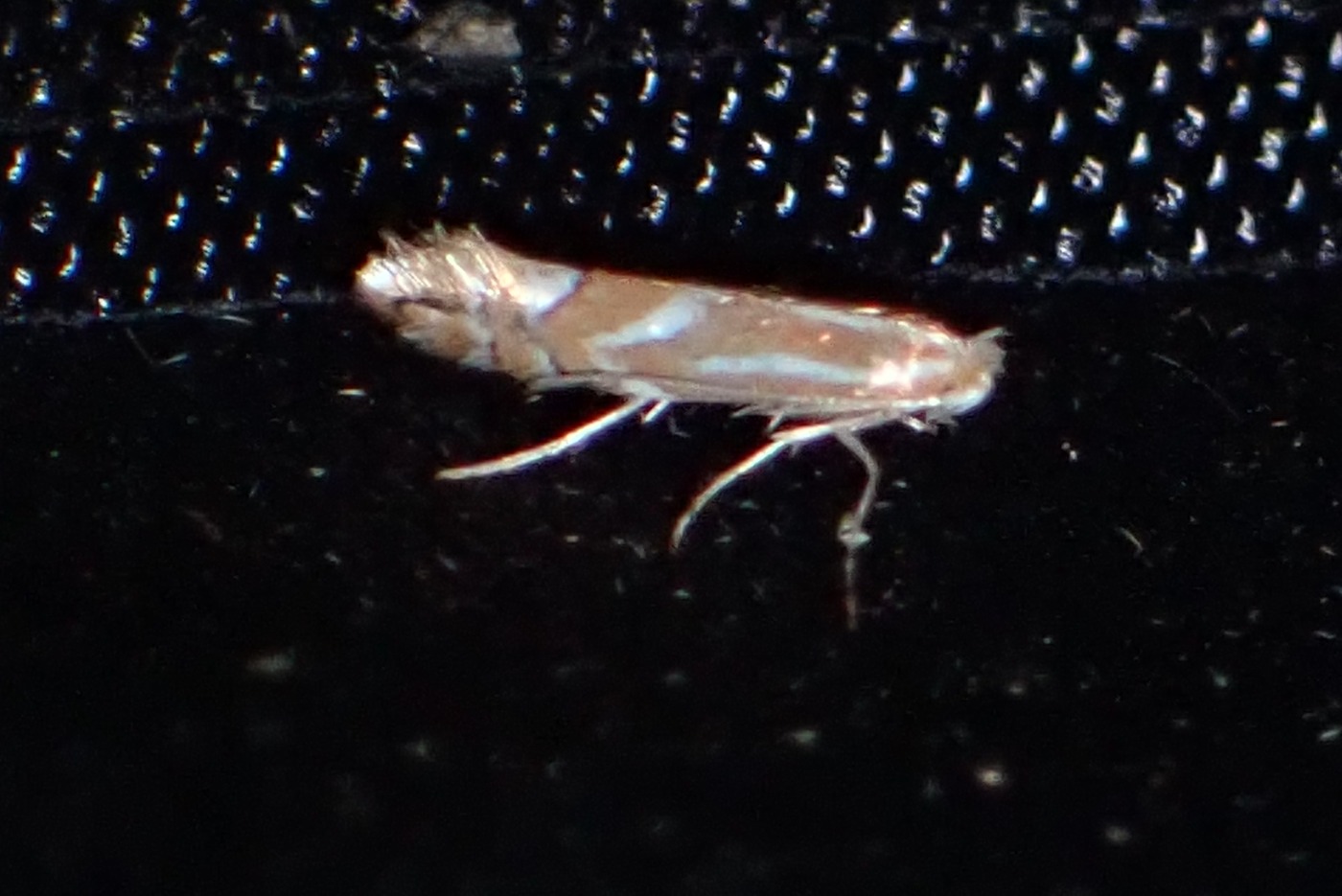 Æblerynkeminérmøl (Phyllonorycter blancardella)