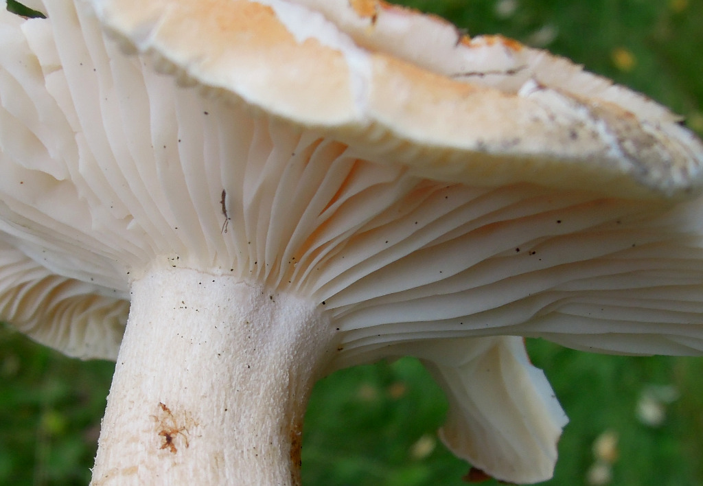 Lund-Sneglehat (Hygrophorus nemoreus)