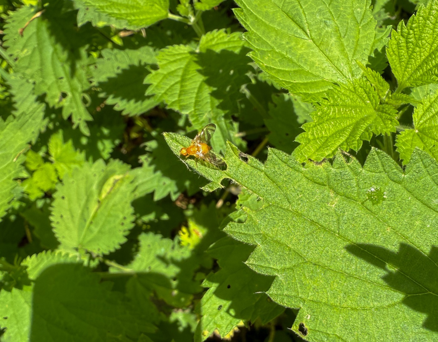 Acidia cognata (Acidia cognata)