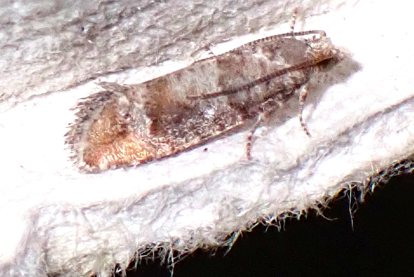 Clavigesta purdeyi (Clavigesta purdeyi)