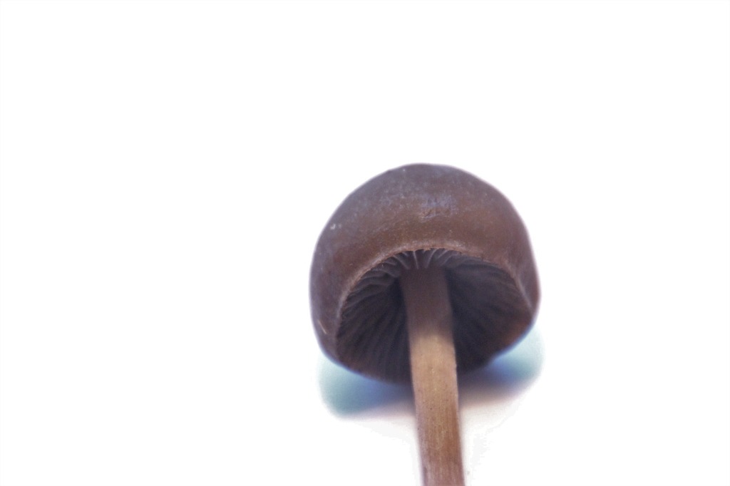 Svamp ubest. (Fungi indet.)