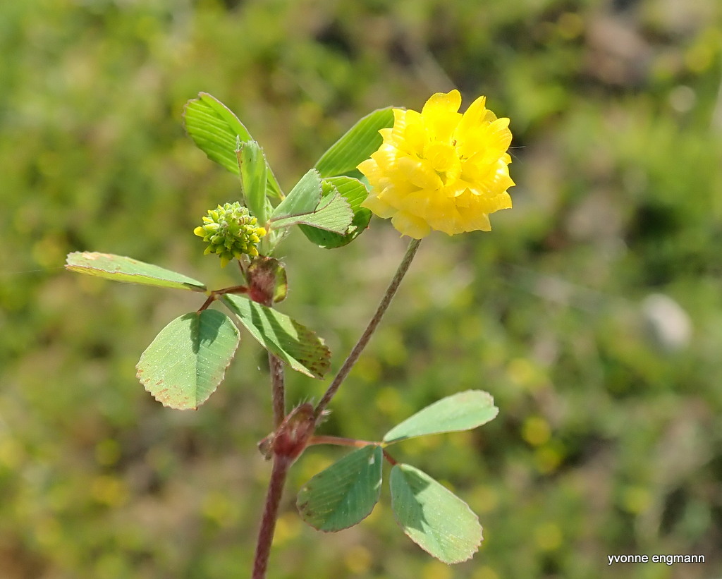 Gul Kløver (Trifolium campestre)