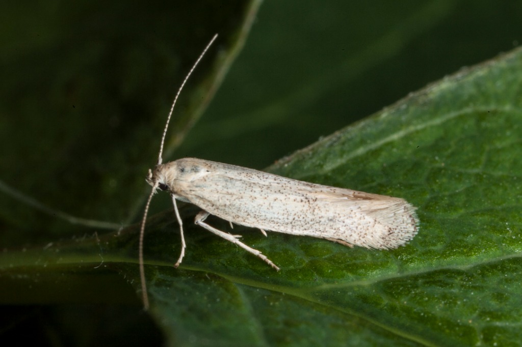 Hjælmeminérmøl (Dactylotula kinkerella)