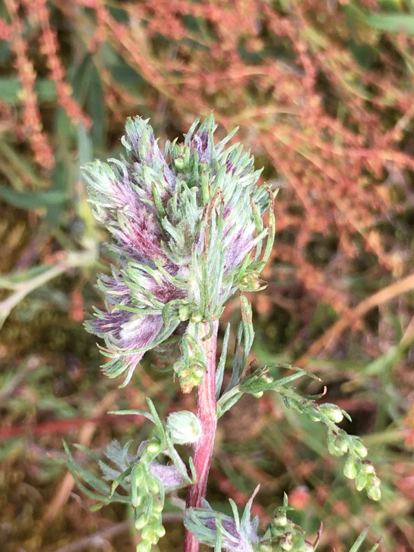 Rhopalomyia tubifex (Rhopalomyia tubifex)