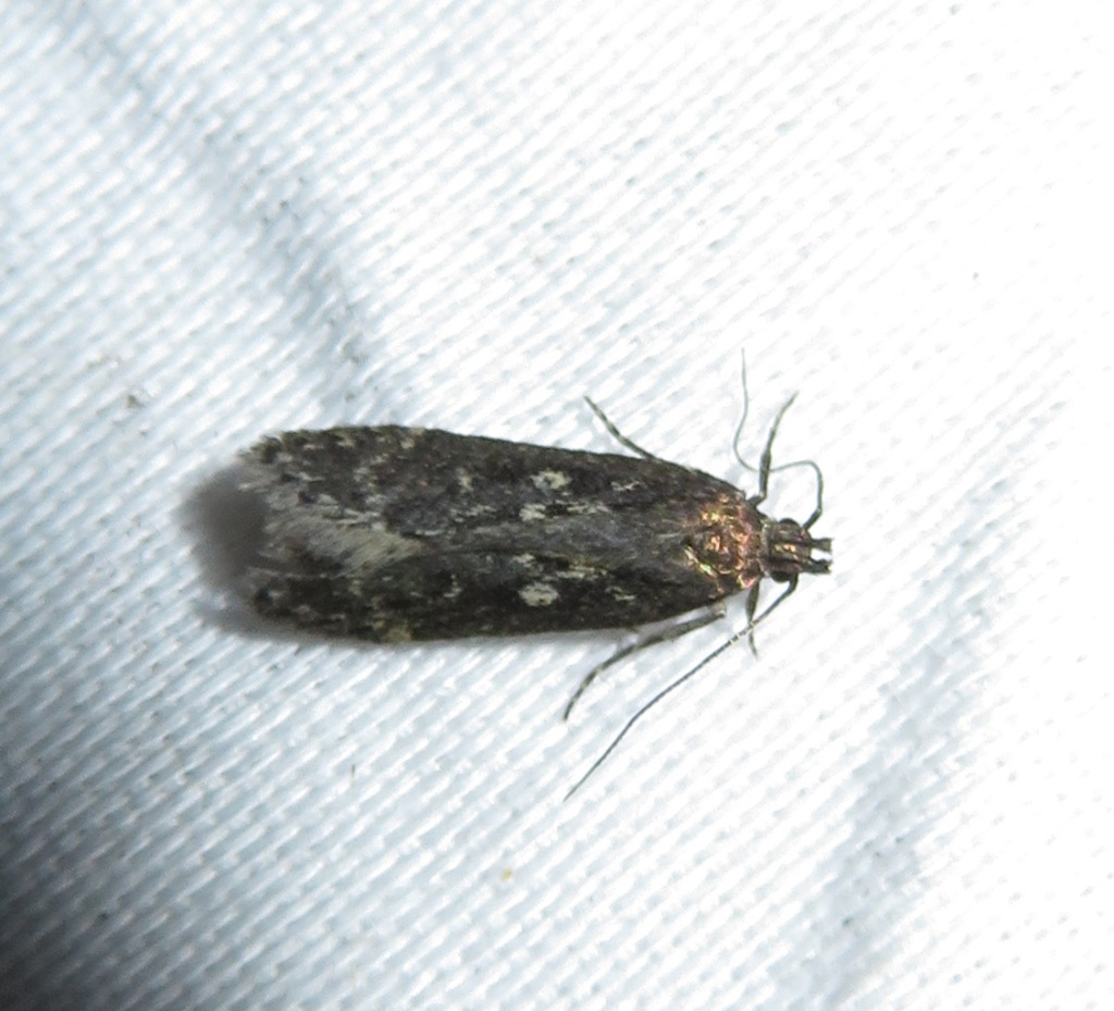 Gelechia sororculella (Gelechia sororculella)