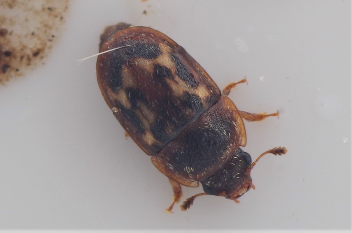 Cryptarcha undata (Cryptarcha undata)