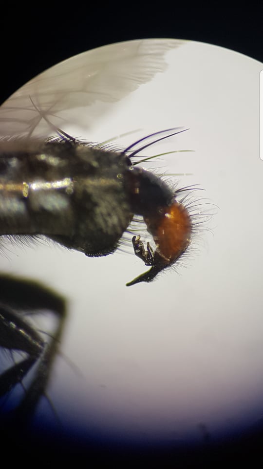 Sarcophaga haemorrhoa (Sarcophaga haemorrhoa)