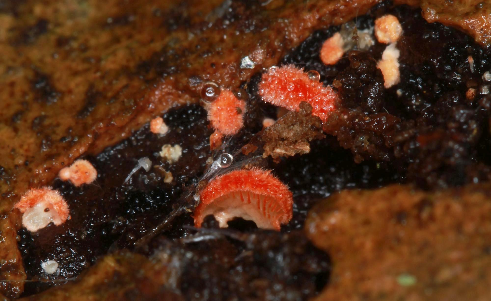 Cinnober-Muslingesvamp (Crepidotus cinnabarinus)