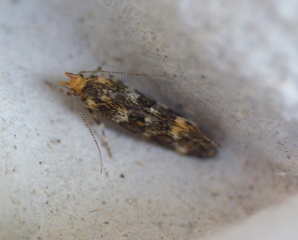 Parkpragtmøl (Denisia luticiliella)