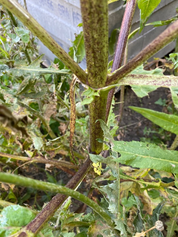 Nigerfrø (Guizotia abyssinica)